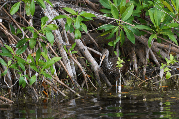 bird wades in mayakoba canal water next to mangroves